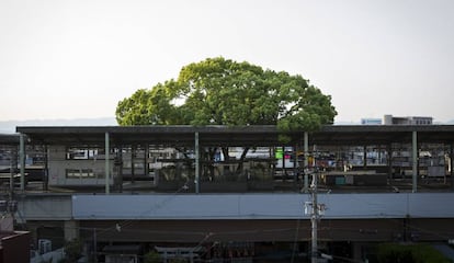 El árbol del alcanfor de la estación de Kayashima se yergue en este lugar desde hace aproximadamente siete siglos.