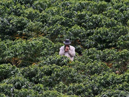 Plantas de café en Colombia.