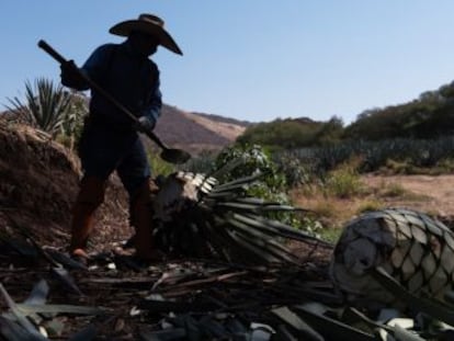 Así se produce el espirituoso mexicano más famoso del mundo en los Altos de Jalisco