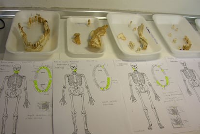 Algunas piezas dentales clasificadas