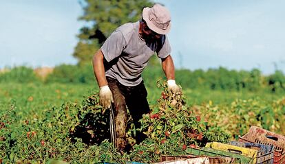 Un agricultor trabaja en un campo de cultivo de tomates de la empresa Conesa en Badajoz.