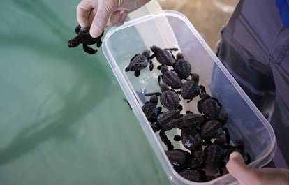 Tortuguitas en la Fundación Oceanogràfic.