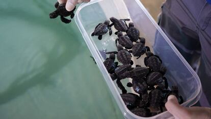 Tortuguitas en la Fundación Oceanogràfic.