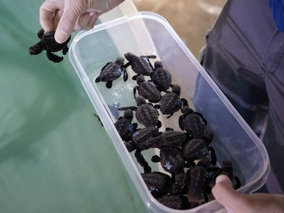 Tortuguitas en la Fundación Oceanogràfic.