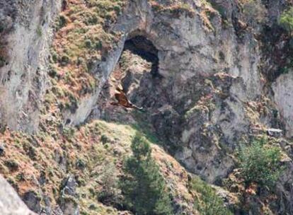 Una de las cuatro aves soltadas en mayo vuela por la sierra jiennense