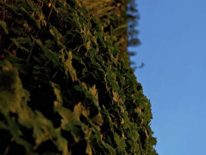 El cielo de Madrid, bajo el jard&iacute;n vertical del CaixaForum de la ciudad.