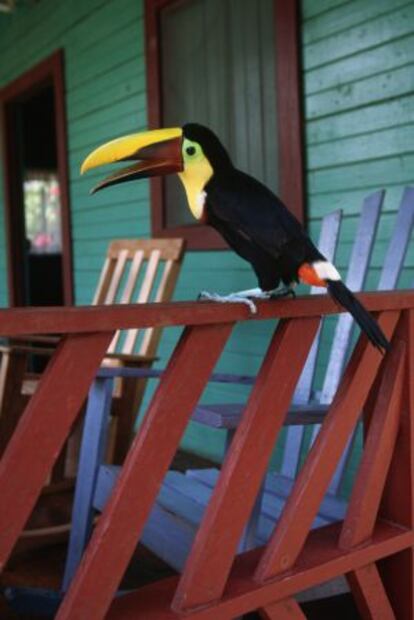 Un tucán en Costa Rica.