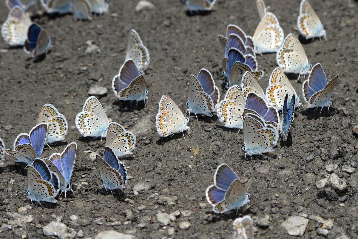 Las mariposas huyen hacia el norte en busca del clima que perdieron