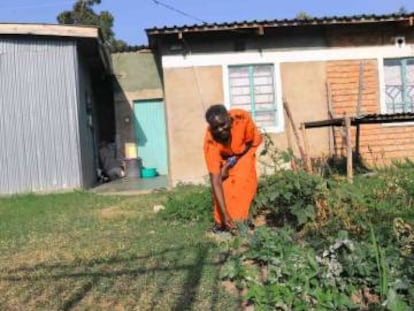 Emma Ochieng cuida las verduras del huerto de su nueva casa en la urbanizaci&oacute;n Kibos Kisumu, de Kisumu, en Kenia, el 23 de enero de 2018.  