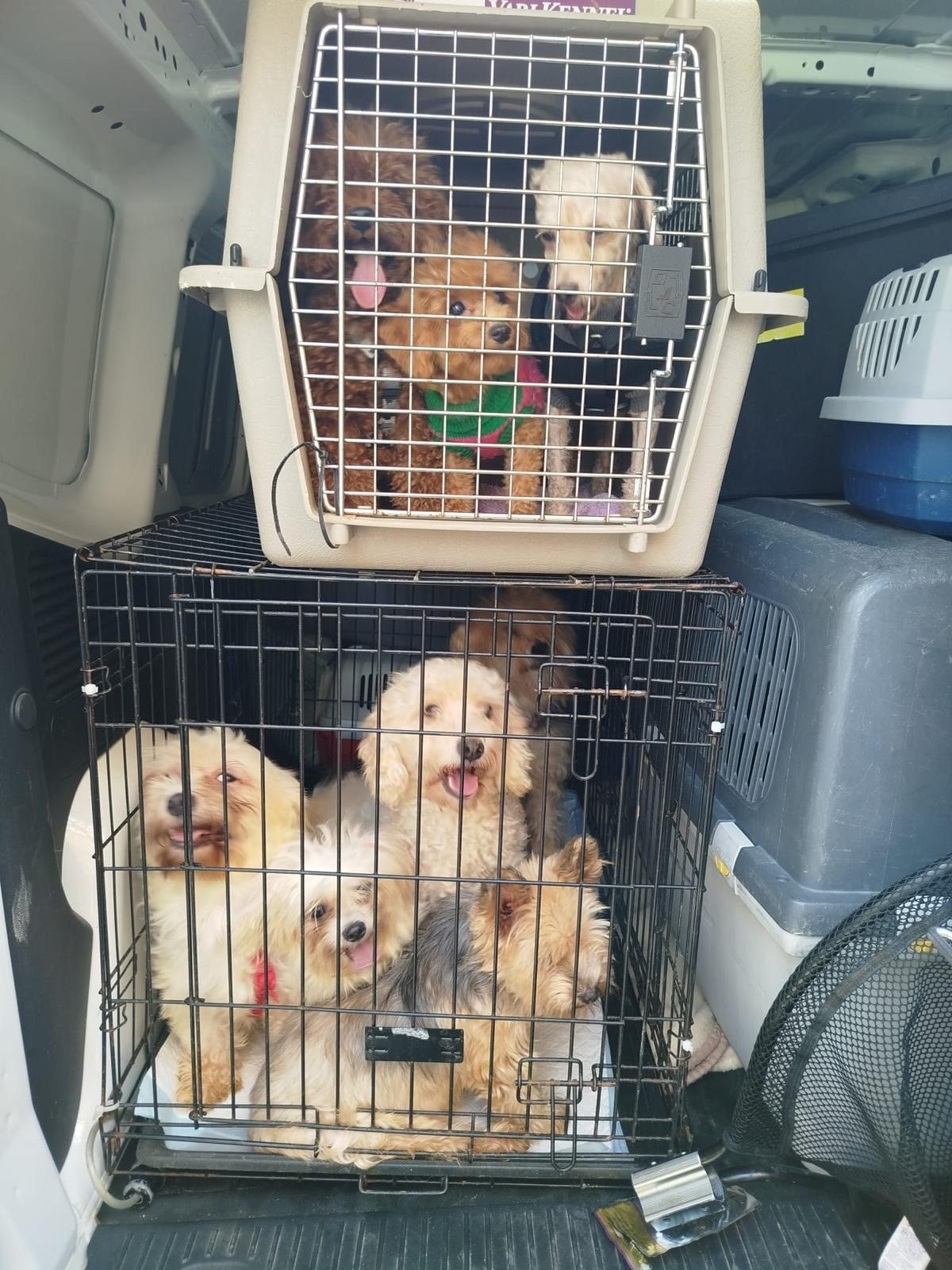 Valencia: 16 cani trovati in cucina, sospetto allevamento illegale