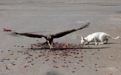 Un gato coge trozos de carne tras un milano negro en una carretera de Karachi, en Pakistán existe la creencia de que alimantar págjaros y otros animales trae buena suerte. 