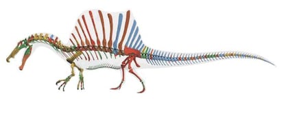 Reconstrucción digital del esqueleto del Spinosaurus aegyptiacus.