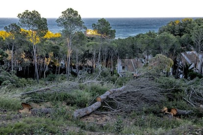 Tala d'arbres en uns terrenys de Palafrugell per construir-hi una urbanització.