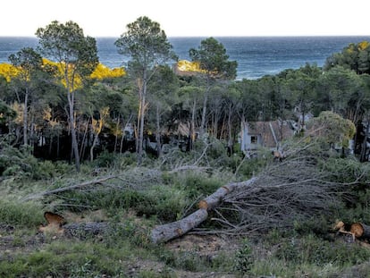 Tala d'arbres en uns terrenys de Palafrugell per construir-hi una urbanització.