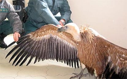 Agentes del Servicio de Protección de la Naturaleza posan con el un buitre leonado, de más de dos metros.