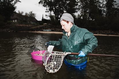 Julia Castro, recogiendo berberechos en el río Anllóns (A Coruña).