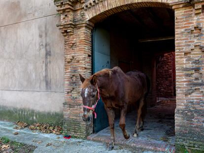 Almíbar, el caballo que habita en la antigua residencia del Marqués de Comillas en Santa Perètua de Mogoda, propiedad del Incasòl donde es cuidado por Toni.