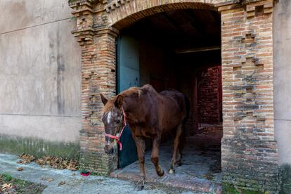 Almíbar, el caballo que habita en la antigua residencia del Marqués de Comillas en Santa Perètua de Mogoda, propiedad del Incasòl donde es cuidado por Toni.