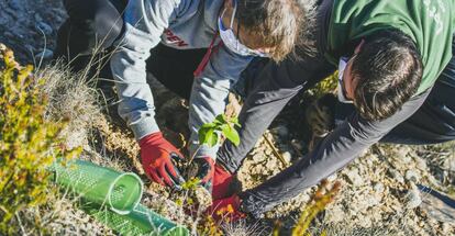 Plantando árboles en el bosque de El Bruc, de Barcelona.