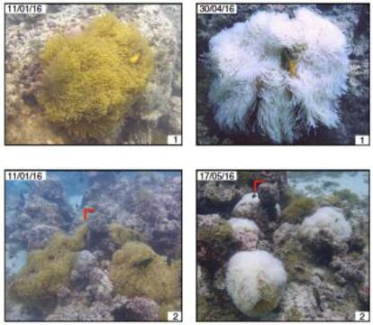 Anémonas antes y después de ser blanqueadas.