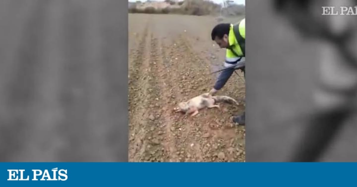 Authorities identify Spanish hunter who tortured and killed a fox
