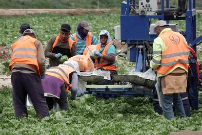 Trabajadores recogiendo la cosecha en un campo de Murcia, sin ningún tipo de protección sanitaria contra el coronavirus y sin guardar la distancia de seguridad.