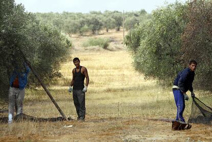 Tres jornaleros recogen aceituna en un olivar de Almensilla (Sevilla).