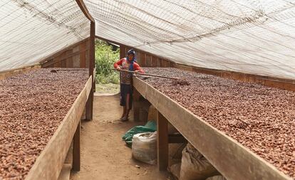 William Rodríguez seca granos en una plantación de cacao.