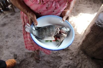 Las tilapias producidas y consumidas por las familias de Chiquimula (Guatemala) son una oportunidad, casi única, de obtener aceites esenciales que no se encuentran presentes otros alimentos de origen animal. En algunas zonas del llamado Corredor Seco guatemalteco, siete de cada 10 menores de cinco años sufren desnutrición. El aumento de la producción agrícola y la incorporación de pescado en las dietas buscan reforzar los ingresos de los hogares e incluir más proteína animal en las comidas.