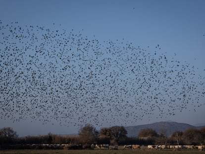 Centenares de estorninos vuelan sobre una explotación de ganadería extensiva de vacas en el Parque Natural dels Aiguamolls de l'Empordà.