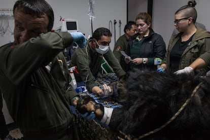 Veterinarios no contienen las lágrimas, después de aplicarle la eutanasia a Billy el oso de anteojos del parque Jaime Duque en Colombia, decomisado del tráfico ilegal.