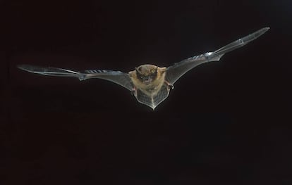 Un murciélago