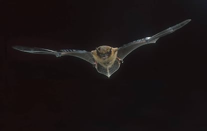 Un murciélago en vuelo.