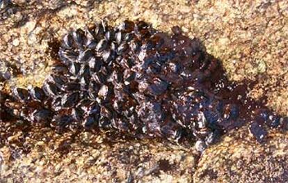 Mejillones embadurnados por el fuel derramado por el <b></b><i>Prestige</i>, en el fondo marino del Parque Nacional de la Islas Atlánticas, en Galicia.