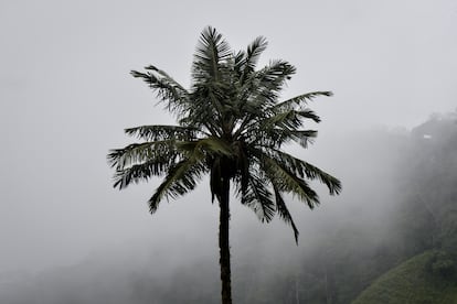 La palma de cera fue declarada como árbol nacional de Colombia en 1985. Se trata de una de las plantas más icónicas de este país, no solo por su forma, sino porque vive hasta 200 años y puede alcanzar más 60 metros en altura. 

