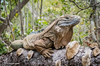 Iguana de Jamaica ('Cyclura collei').