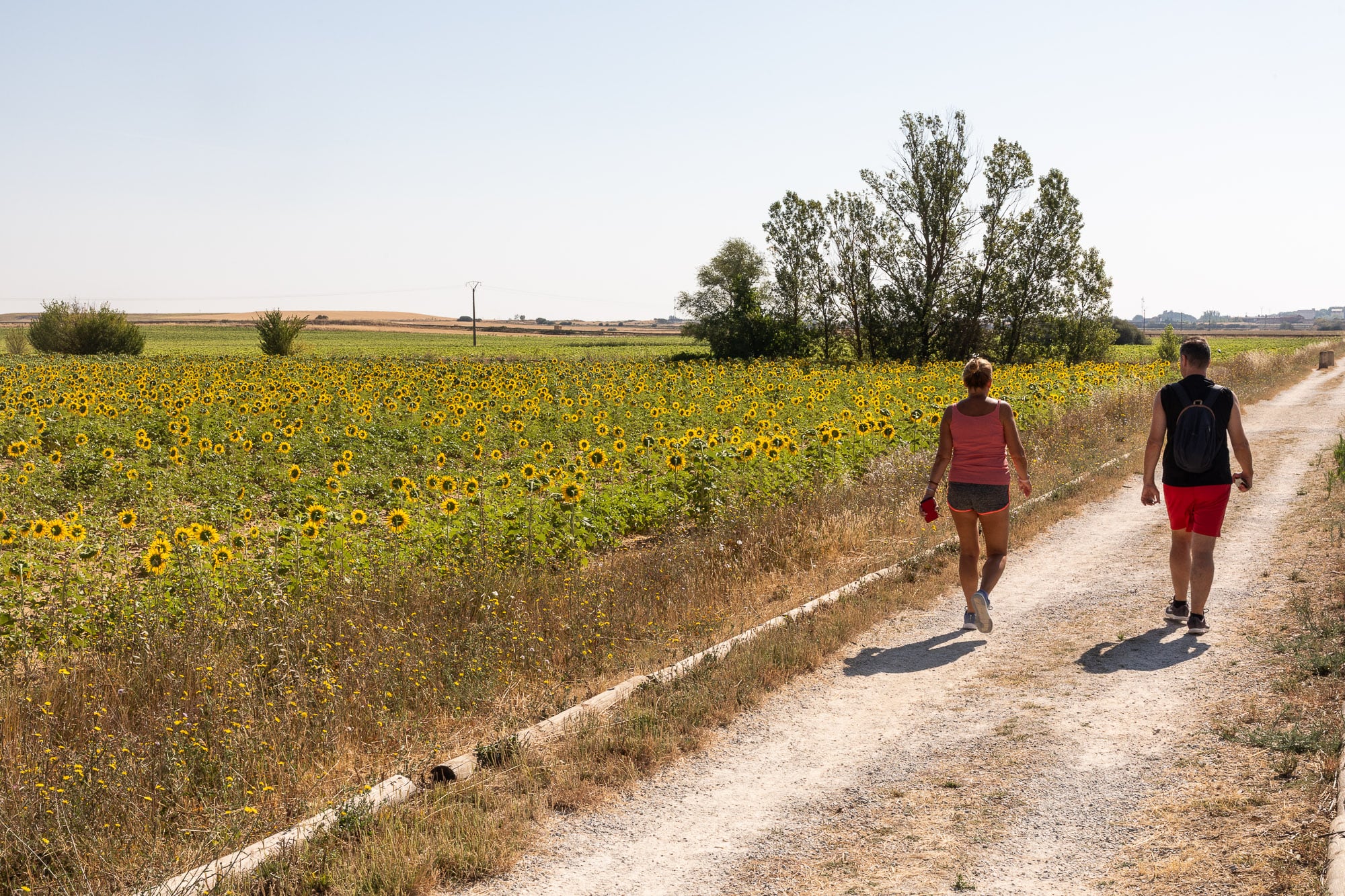 Una pareja camina el 2 de agosto entre campos de girasoles a la salida de Frómista.