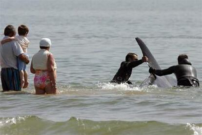 Miembros de la Guardia Civil intentan el rescate de una orca hembra, que finalmente ha muerto tras quedar varada en una playa de Algeciras.