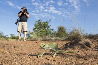 Un turista fotografiando un camaleón en el parque nacional de Kruger, en Sudáfrica.