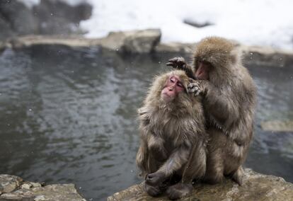 Monos macacos se buscan piojos el 8 de febrero de 2019 en Yamanouchi, Japón.  