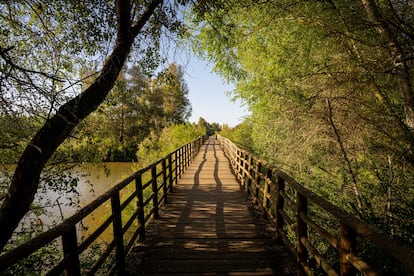 Puente en el corredor verde del río Guadiamar, por donde discurrieron los lodos tóxicos de Aznalcóllar.