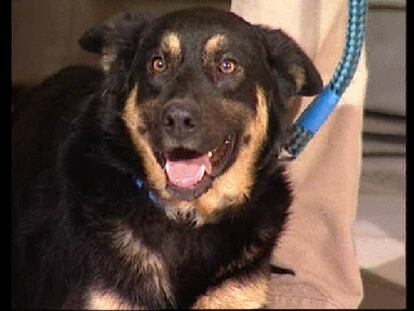 La Asociación 'El Refugio' presenta una campaña de Navidad contra el abandono de animales