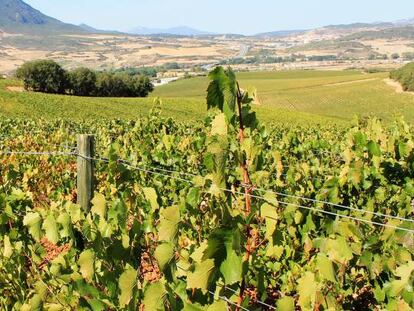 Finca de Villatuerta, en Navarra, de Bodegas Chivite.