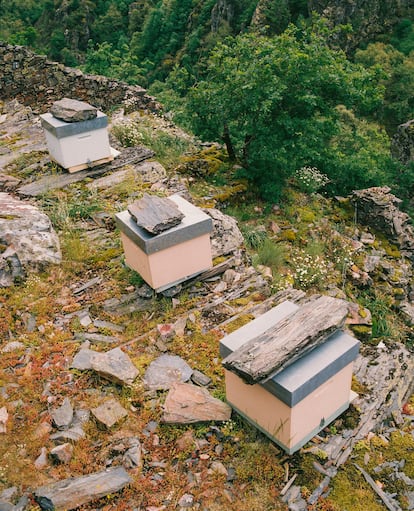 Colmenas de la Alvariza da Pena do Fundicio en la Serra dos Ancares (Lugo), una de las más complicadas de acceder por su localización en una peña rocosa a unos 80 metros de altura.