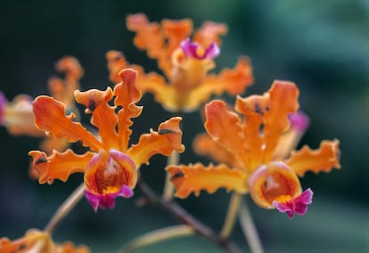 Orquídeas en el Orquidiario de Soroa, en Cuba.