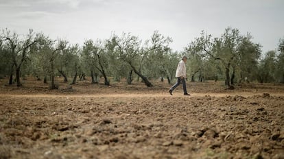 Un agricultor, en un olivar en Sevilla.