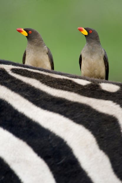 Picabueyes de pico amarillo, en el cráter del Ngorongoro (Tanzania).