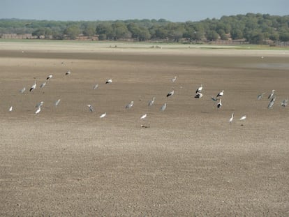 Marisma de Doñana seca en abril de 2023.