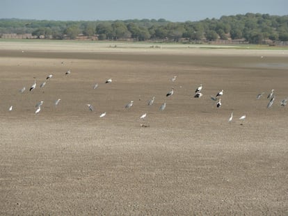 Marisma de Doñana seca en abril de 2023.