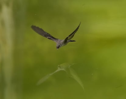 Una cría de golondrina se refleja en el agua de un estanque de Montjuic.